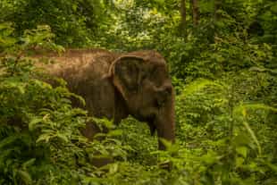 Learn about the secret lives of Lao elephants