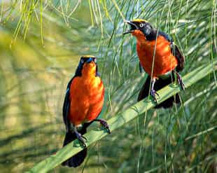 Go birdwatching in Lake Bunyonyi