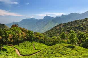 Take a hike through the tea estates of Munnar
