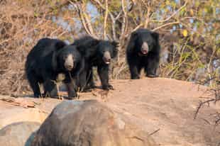 Visit Agra's bears at the Sloth Bear Rescue Centre