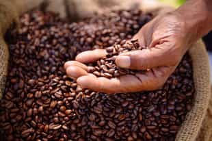 Take a tour at Fairview Coffee Estate in Nairobi