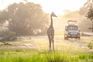 Go on a game drive in Arusha National Park