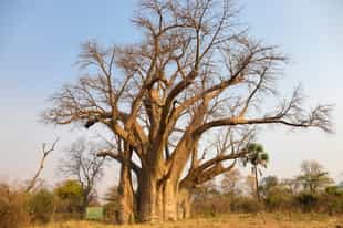 Visit the famous Big Tree at Victoria Falls