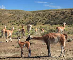 Visit Patagonia Park in Carretera Austral South