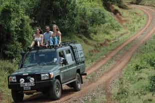Go on a game drive in Aberdare National Park