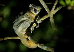 Spot wildlife on a guided night walk in Andasibe