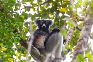 See wildlife in Analamazaotra National Park