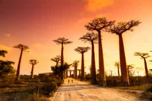 Admire the sunset at the Avenue of the Baobabs