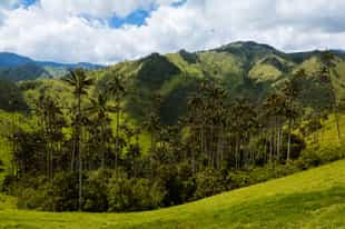 Walk through the forest of tochesito wax palms