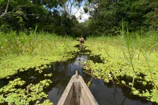 Canoe to the island of Mocagua in Amacayacu 