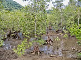 Take a walking tour of Utría National Natural Park