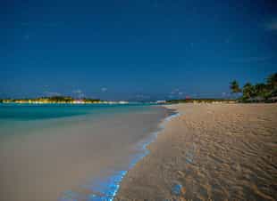 Witness the Bioluminescent Plankton of Barú