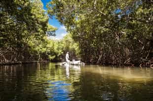 Go canoeing through the mangrove forests of Barú