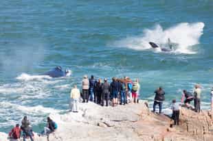 Go on a whale watching adventure in Hermanus