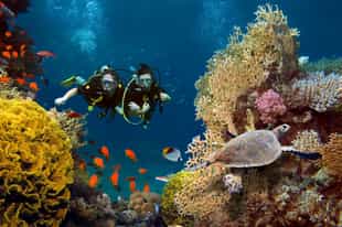 Go scuba diving amongst the coral reefs of Barú