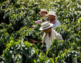 Harvest coffee in Sierra Nevada de Santa Marta
