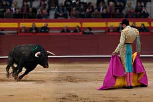 Witness the world famous bullfights, Corralejas
