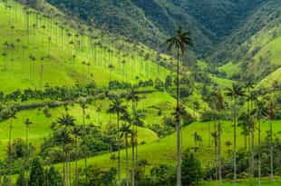 Take a guided tour of the Cocora Valley