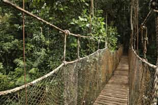 Stroll on a canopy walkway in the Peruvian Amazon