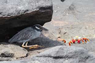 Spot wildlife while exploring the Mosquera Islet