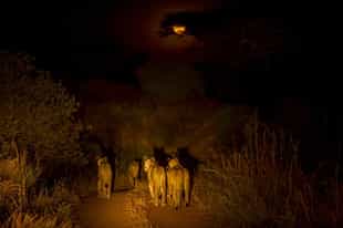 See wildlife on a night game drive in Ruaha