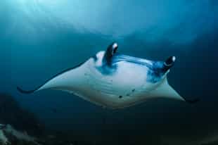 Get up and close with manta rays in Manta Point