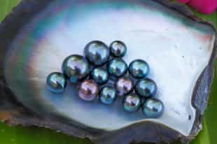 Learn how to harvest a sea pearl in Kukusan Island