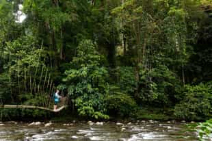 Go on a trek through the jungles of Kalimantan