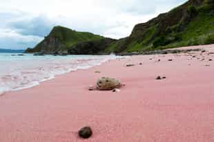 Take a stroll on Pink Beach in Komodo