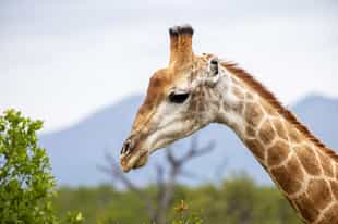 Meet the residents at Arusha Giraffe Center
