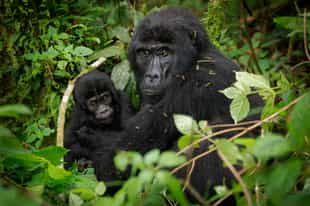 Spend time with Gorillas on a Habituation Experience