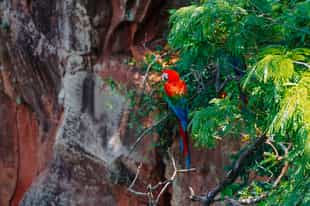 Spot macaws in Buraco das Araras, Bonito