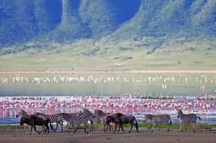 Track Ngorongoro crater's wildlife on a game drive