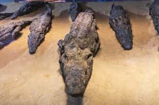 See mummified crocodiles in the Crocodile Museum