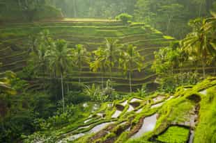 See the beautiful rice terraces of Tegalalang