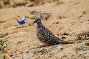 Visit Thangamale Bird Sanctuary