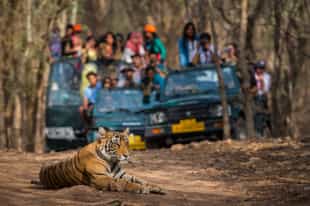 Explore Bandhavgarh National Park on a Safari