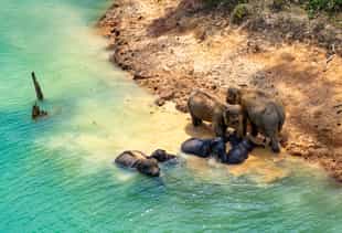 Visit the Khao Sok Elephant Sanctuary from Khao Lak