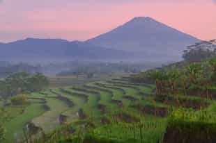 Explore the rice terraces of Mangelang on a hike