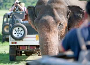 Go on a safari in Minneriya National Park 