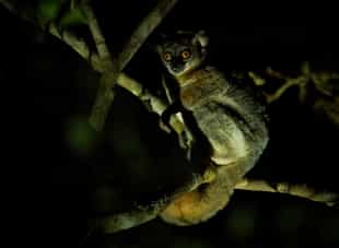 Spot the nocturnal residents on a night walk