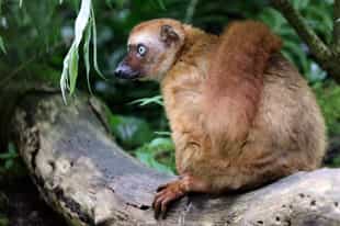 See blue-eyed lemurs in the Sahamalaza Reserve