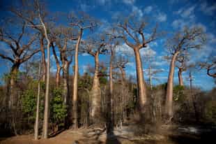 Stand benteath the Alley of Baobabs Marobozo