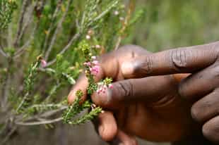 Study the flora and fauna of Grootbos 
