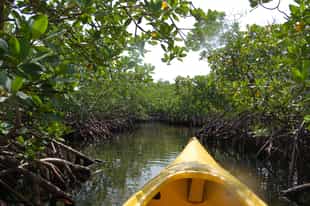 Kayak through the mangrove forests of Benguerra 