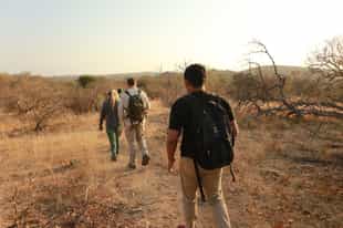 See Balule's fauna & flora on a walking safari 