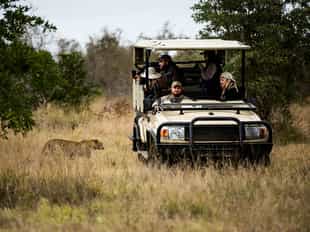 Track the diverse wildlife in Central Kruger