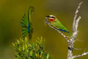 Spot the magnificent birds of the central Kruger