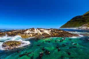 Take a boat trip to Seal Island, Cape Town