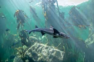 Go snorkeling in Cape Town's kelp forests
